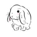 Drawing cute hollandÃ¢â¬â¹lopÃ¢â¬â¹ bunny illustrations on whiteÃ¢â¬â¹ background